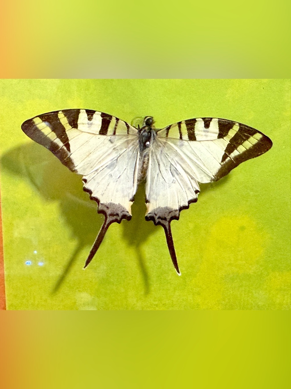 Five-bar Swordtail Butterfly Mounted Taxidermy Framed Wall Art Natural History🦋